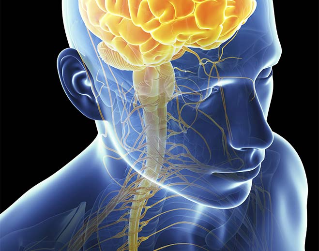 Neurology-Brain-Stem-Medulla-Cranial-Nerves